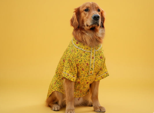 LuckyPaws Ethnic Kurta Yellow Colour