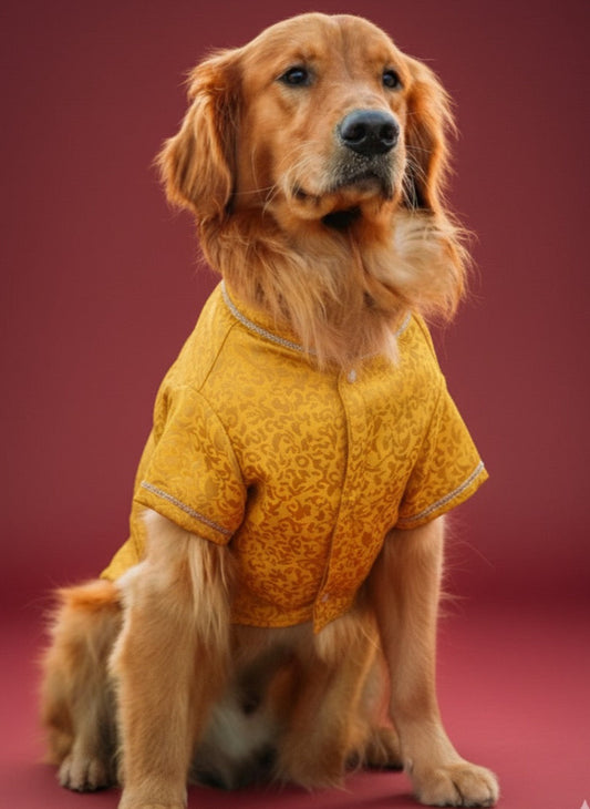 LuckyPaws Ethnic Sherwani Yellow Colour