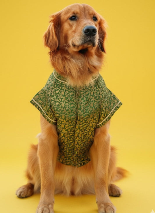 LuckyPaws Ethnic Sherwani Green Colour