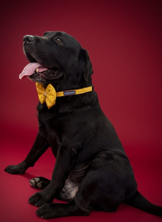 LuckyPaws Ethnic Yellow Bow