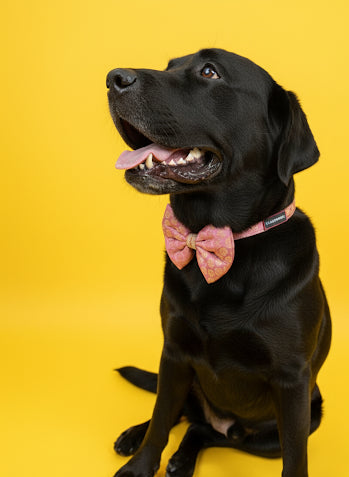 LuckyPaws Ethnic Baby Pink Bow