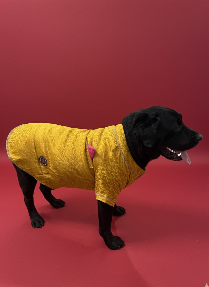 LuckyPaws Ethnic Sherwani Yellow Colour