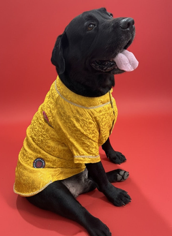 LuckyPaws Ethnic Sherwani Yellow Colour