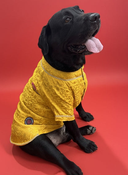 LuckyPaws Ethnic Sherwani Yellow Colour