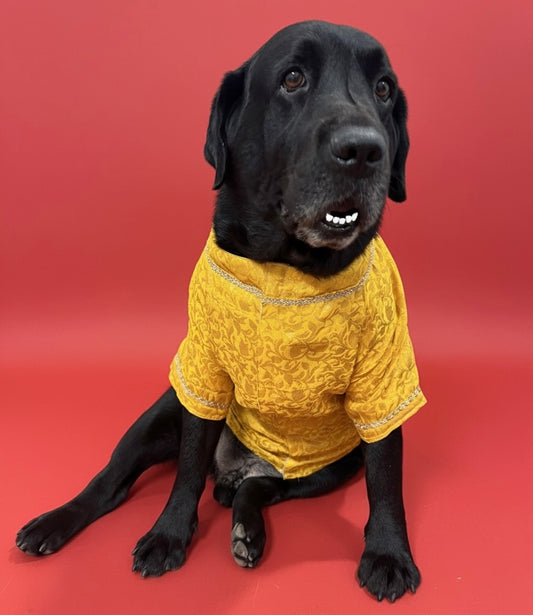 LuckyPaws Ethnic Sherwani Yellow Colour
