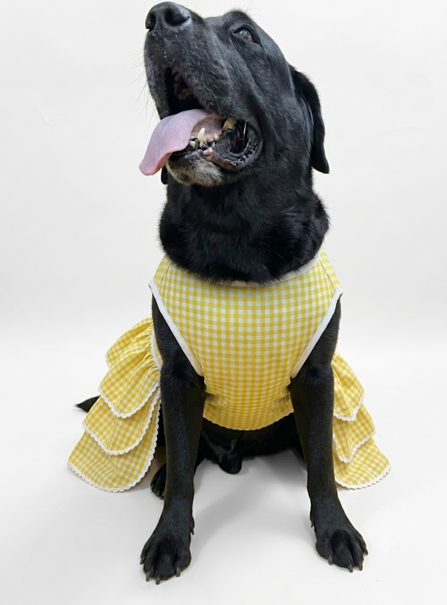LuckyPaws Royal Ethnic Frock in vibrant yellow with traditional patterns, perfect for festive occasions.