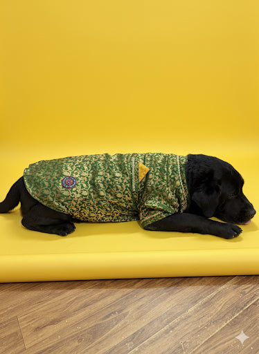 LuckyPaws Ethnic Sherwani Green Colour