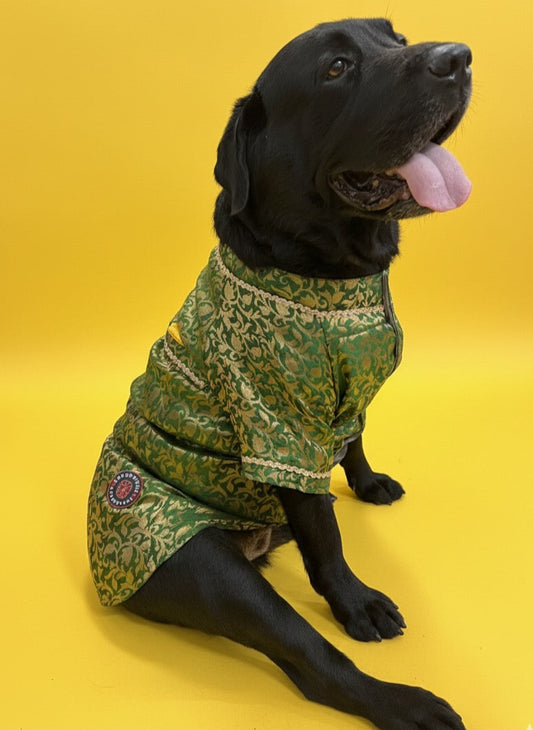 LuckyPaws Ethnic Sherwani Green Colour