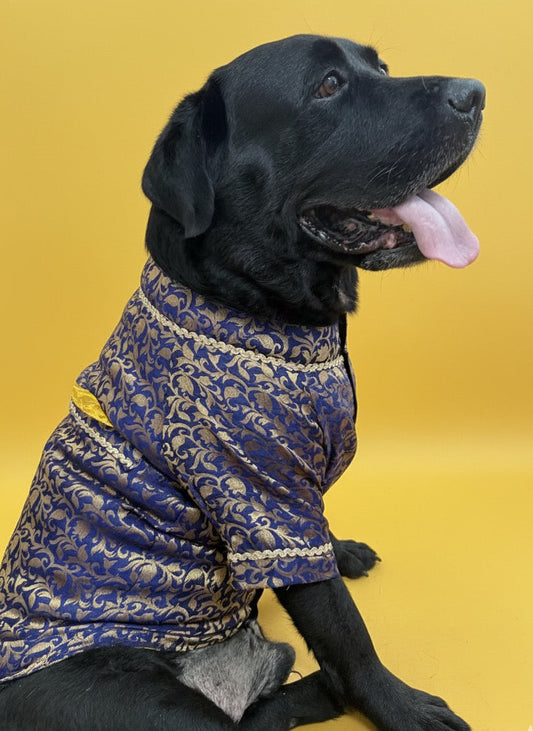 LuckyPaws Ethnic  Sherwani Blue Colour