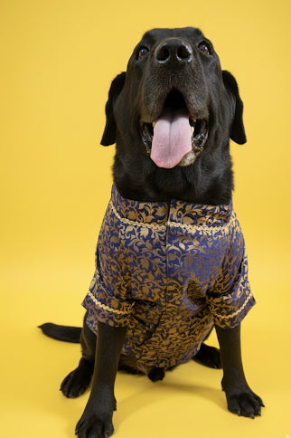 LuckyPaws Ethnic  Sherwani Blue Colour