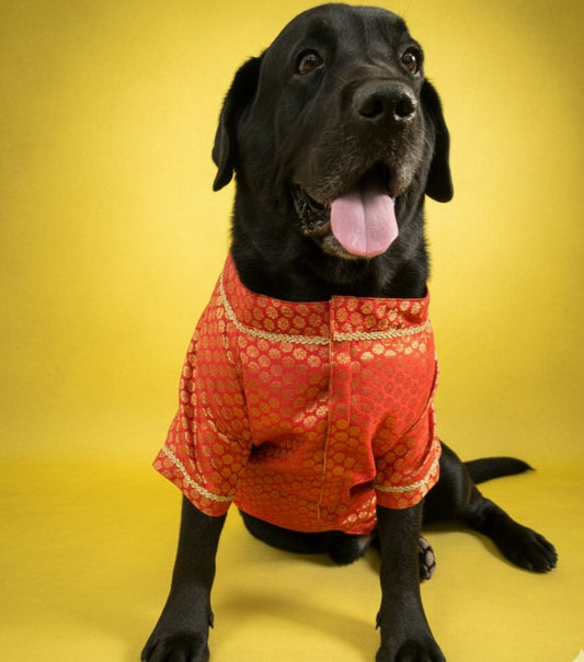 LuckyPaws Ethnic Sherwani Red Colour