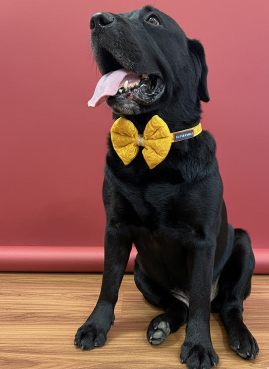 LuckyPaws Ethnic Yellow Bow