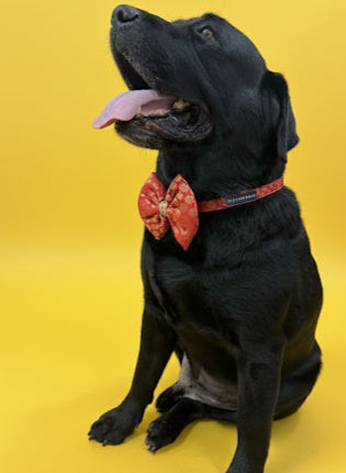 LuckyPaws Ethnic Red Bow