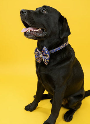 LuckyPaws Ethnic Neavy Blue Bow