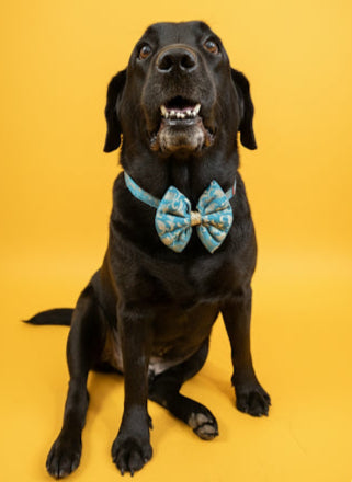 LuckyPaws Ethnic Sky Blue Bow