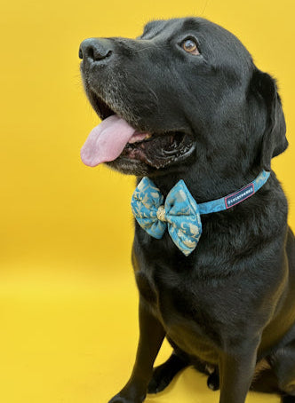 LuckyPaws Ethnic Sky Blue Bow
