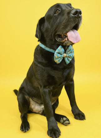 LuckyPaws Ethnic Sky Blue Bow