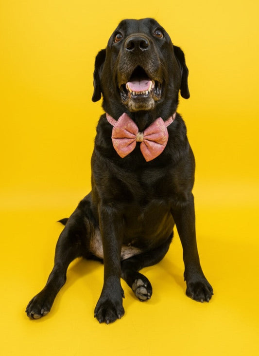 LuckyPaws Ethnic Baby Pink Bow